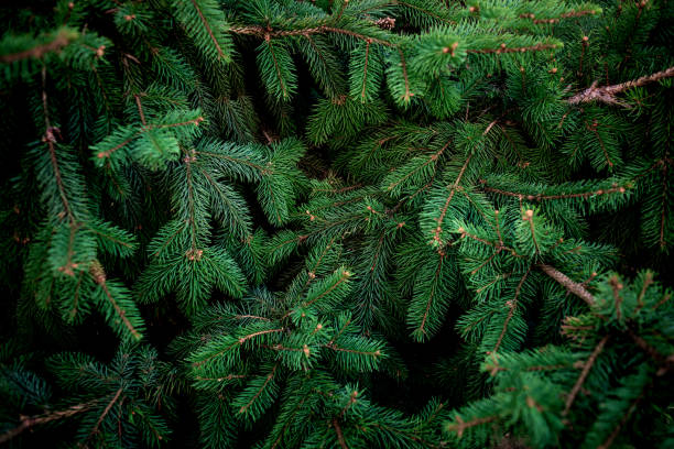 Kalėdų tradicija tęsiasi: miškininkai nemokamai dalins eglių ir pušų šakas